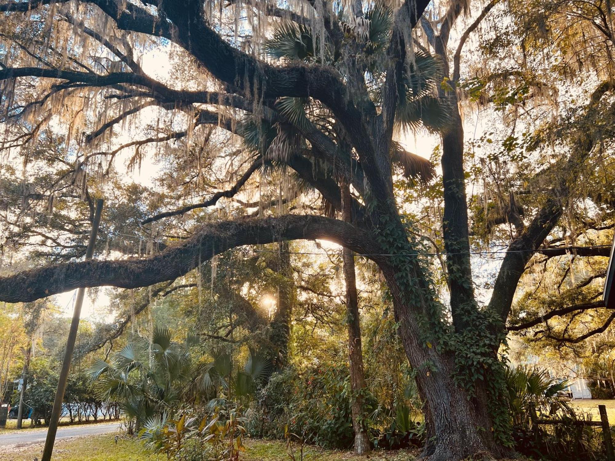 Country Welcome Micanopy Ngoại thất bức ảnh